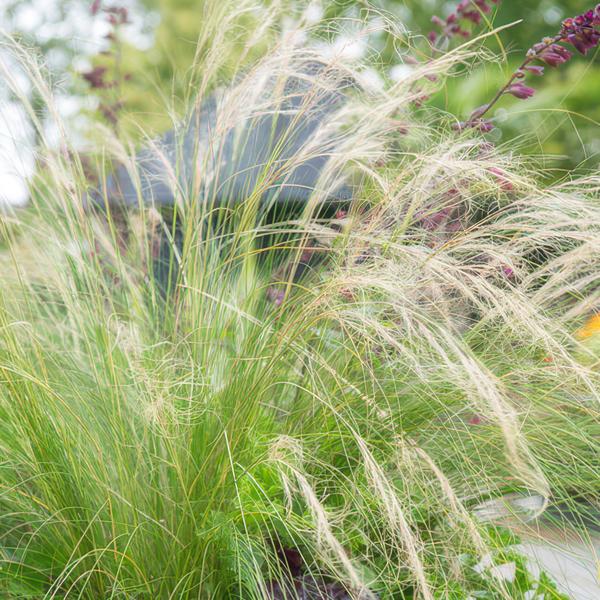 Federgras – Stipa tenuissima 'Pferdeschwänze' – ↕10-25cm – Ø9cm – Luftiges Ziergras – Sonne – Pflegeleicht – Blühend von Mai bis Septembe – Plant