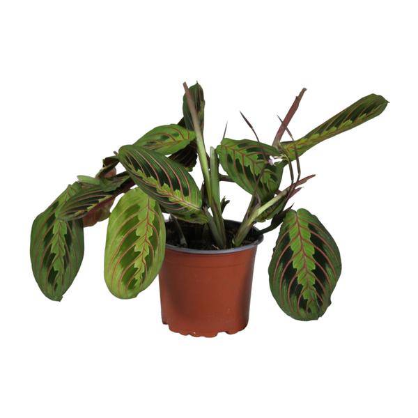 Zimmerpflanze Maranta leuconeura Fascinator Zimmerpflanze Ø12cm ↕30cm – pflegeleichte Grünpflanze für Wohnzimmer, Büro & helle Standorte kaufen – Plant