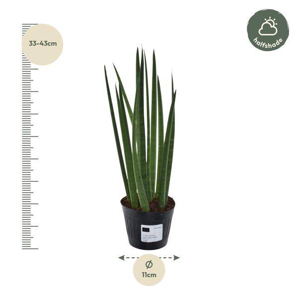 Sansevieria cylindrica Bacularis Mikado – Bogenhanf – pflegeleichte Zimmerpflanze – luftreinigend – ↕38cm – Ø10,5cm – Plant