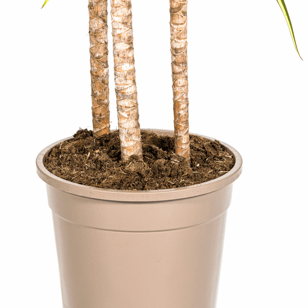 Dracaena marginata Sunray – Drachenbaum – Zimmerpflanze – Ø24cm – ↕130-150cm – Tropische Pflanze für hellen Innenbereich – Plant