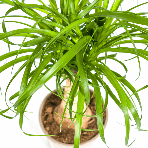 Beaucarnea Recurvata – Elefantenfuß – Zimmerpflanze – Ø17cm – ↕40-60cm – Pflegeleicht & dekorativ – Plant