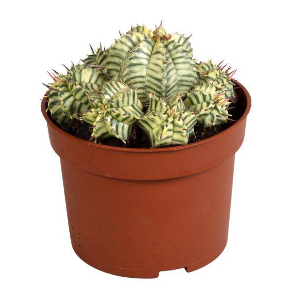 Wolfsmilch Euphorbia meloformis variegata Zimmerpflanze Ø10,5cm – pflegeleichte Sukkulente für Wohnzimmer, Büro & helle Standorte kaufen – Plant