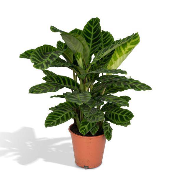 Calathea Zebrina – Pfauenpflanze – Zimmerpflanze – Ø19cm x ↕80cm – Tropische Blattpflanze mit Zebramuster – Luftreinigend & pflegeleicht – Plant