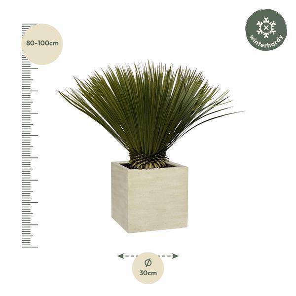Palmlilie Yucca Rostrata Zimmerpflanze Ø30cm ↕70cm – pflegeleichte Grünpflanze für Wohnzimmer, Büro & helle Standorte kaufen – Plant