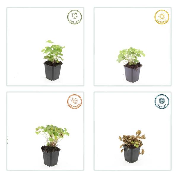 Weicher Frauenmantel Alchemilla mollis – ↕10-25cm – Ø9cm – Bodendecker & Staude für Beete, schattige Plätze & Garten – Plant