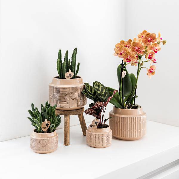 Calathea Makoyana – Pfauen – Korbmaranthe – Zimmerpflanze – Ø9cm – Exotische, kompakte Grünpflanze mit dekorativen Blättern – Plant