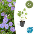 Geranium Rozanne – Storchschnabel – Ø9cm – ↕10-25cm – Lila Blüten, Bodendecker – Plant