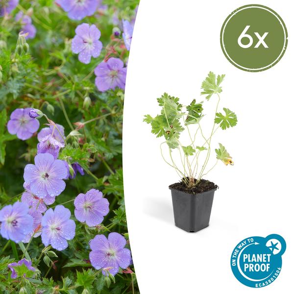 Geranium Rozanne – Storchschnabel – Ø9cm – ↕10-25cm – Lila Blüten, Bodendecker – Plant