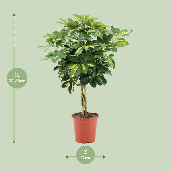 Strahlenaralie Schefflera Arboricola Zimmerpflanze Ø19cm ↕75cm – pflegeleichte Grünpflanze für Wohnzimmer, Büro & helle Standorte kaufen – Plant