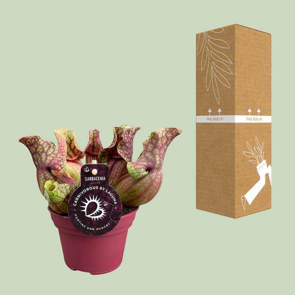 Schlauchpflanze Sarracenia Venosa – Kannenpflanze – Zimmerpflanze – Ø12cm – ca. 20cm – Pflegeleicht & Exotisch – Plant
