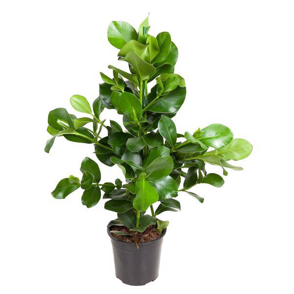 Balsamapfel Zimmerpflanze Ø24cm ↕100cm – pflegeleichte Grünpflanze für Wohnzimmer, Büro & helle Standorte kaufen – Plant