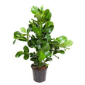 Balsamapfel Zimmerpflanze Ø24cm ↕100cm – pflegeleichte Grünpflanze für Wohnzimmer, Büro & helle Standorte kaufen – Plant