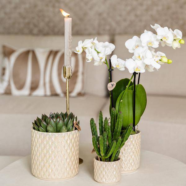 Diamant Perle Dekotopf – Travertin – Ø6cm – Blumentopf in Steinoptik – Eleganter Dekotopf für Zimmerpflanzen, Kakteen & Sukkulenten – Plant