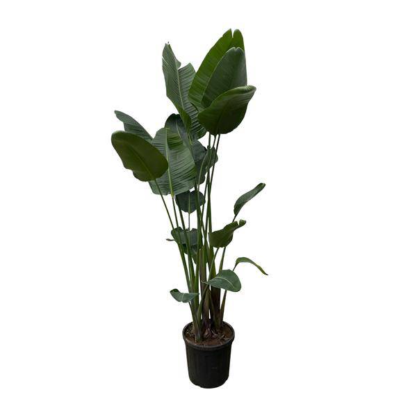 Strelitzia Nicolai – Baumstrelitzie – Zimmerpflanze 250cm – Ø50cm – Weißer Paradiesvogel mit großen grünen Blättern – Exotische Zimmer – Plant