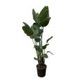 Strelitzia Nicolai – Baumstrelitzie – Zimmerpflanze 250cm – Ø50cm – Weißer Paradiesvogel mit großen grünen Blättern – Exotische Zimmer – Plant