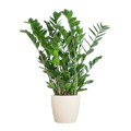Zamioculcas Zamiifolia Glücksfeder – robuste Zimmerpflanze ↕80cm Ø21cm – pflegeleichte Smaragdpalme im nachhaltigen Viber Topf Weiß – Plant