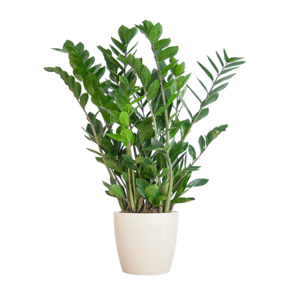 Zamioculcas Zamiifolia Glücksfeder – robuste Zimmerpflanze ↕80cm Ø21cm – pflegeleichte Smaragdpalme im nachhaltigen Viber Topf Weiß – Plant