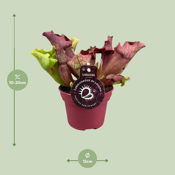 Schlauchpflanze Sarracenia Zimmerpflanze Ø12cm ↕20cm – pflegeleichte Grünpflanze für Wohnzimmer, Büro & helle Standorte kaufen – Plant
