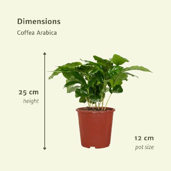 Kaffeepflanze – Coffea Arabica – Zimmerpflanze – Ø12cm – ca. 25cm hoch – 2 Pflanzen – exotische Pflanze mit glänzenden Blättern – Plant