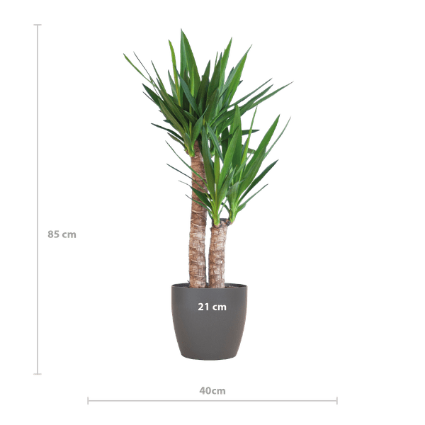 Yucca Elephantipes – Riesen – Palmlilie – Zimmerpflanze – ca. 90cm hoch – Ø21cm – In Übertopf Viber Schwarz – Pflegeleicht & nachhaltig – Plant