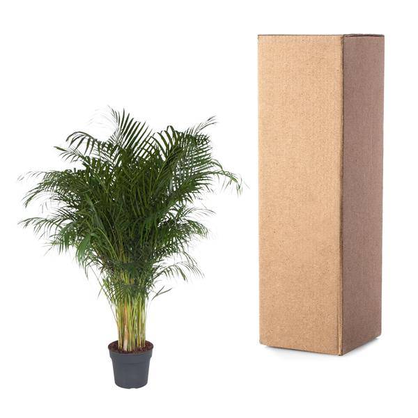 Goldfruchtpalme – Dypsis Lutescens – Areca – Palme – Zimmerpflanze – 200cm hoch Ø34cm – Tropisches Grün für Wohnzimmer & Büro – Plant
