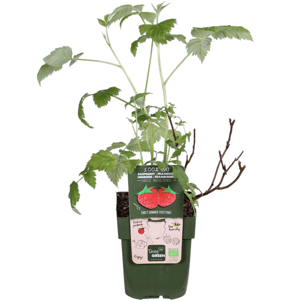 Himbeere Rubus idaeus 'Malling Promise' – Selbstbestäubende Sommer-Himbeere – 100% biologisch – Ø13cm – ca. 45cm Höhe – Leckere rote Früchte – Plant
