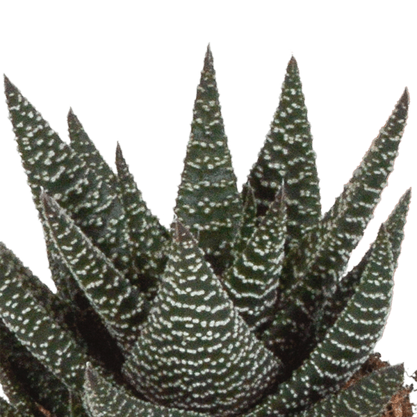 Sukkulenten Mix Gasteria & Haworthia – 3 Pflanzen – Ø8,5cm Zimmerpflanzen – Verschiedene Mini – Sukkulenten – Plant