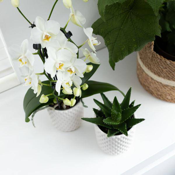 Sukkulente Aloe Brevifolia Zimmerpflanze Ø9cm – pflegeleichte Sukkulente für Wohnzimmer, Büro & helle Standorte kaufen – Plant