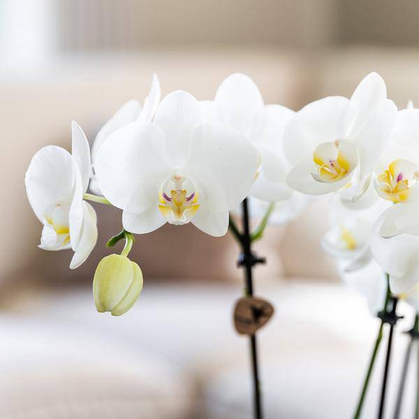 Überraschungsbox mit 4 verschiedenen Kolibri Orchideen – 12cm – Zimmerpflanzen – Set – Frisch vom Bauern – Perfekt als Geschenk oder für Orchideenfans – Plant