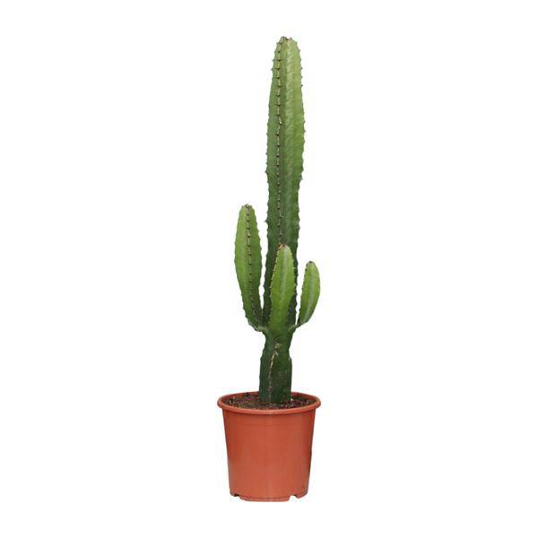 Kaktus – Wolfsmilch Euphorbia Acrurensis Zimmerpflanze Ø17cm ↕50cm – pflegeleichte Sukkulente für Wohnzimmer, Büro & helle Standorte kaufen – Plant