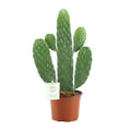 Feigenkaktus Opuntia Rubescens Consolea Zimmerpflanze Ø12cm ↕35cm – pflegeleichte Sukkulente für Wohnzimmer, Büro & helle Standorte kaufen – Plant