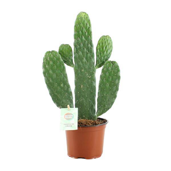 Feigenkaktus Opuntia Rubescens Consolea Zimmerpflanze Ø12cm ↕35cm – pflegeleichte Sukkulente für Wohnzimmer, Büro & helle Standorte kaufen – Plant