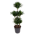 Drachenbaum – Dracaena Compacta Karussell 130cm – Ø31cm – Zimmerpflanze mit dunkelgrünen glänzenden Blättern – Plant
