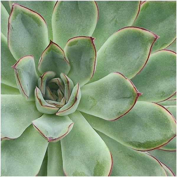 Sukkulente – Echeveria pulidonis Rootless – Ø20cm Schale Grün – Zimmerpflanze ohne Wurzeln – Pflegeleichte Schnitt – Plant