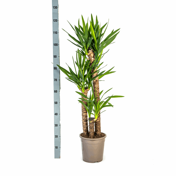Yucca Elephantipes – Riesen – Palmlilie – Zimmerpflanze Ø24cm ↕120-140cm – Robust & pflegeleicht – Schwertförmige Blätter – Modernes Design – Plant