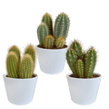 Cereus Mix – 3Zimmerpflanzen – Ø10,5cm – Verschiedene Säulen – & Stabkakteen im weißen Topf – Pflegeleichte Kakteen für Fensterbank, Büro & Wohnzimmer – Plant