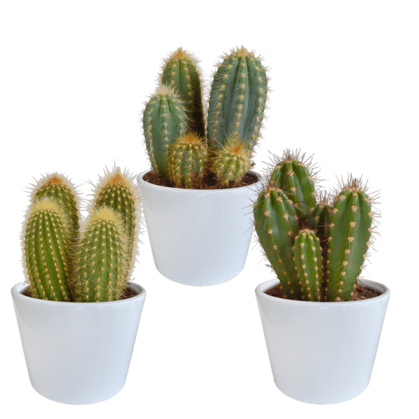 Cereus Mix – 3Zimmerpflanzen – Ø10,5cm – Verschiedene Säulen – & Stabkakteen im weißen Topf – Pflegeleichte Kakteen für Fensterbank, Büro & Wohnzimmer – Plant
