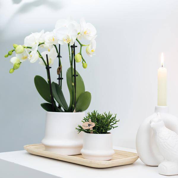Weiße Phalaenopsis Orchideen – Amabilis – 2 Pflanzen – Blühende Zimmerpflanze Ø9cm – Multiflora – Orchidee mit 2-3 Zweigen – Plant