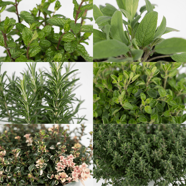 Gartenkräutermischung Zimmerpflanze Ø14cm – pflegeleichte Grünpflanze für Wohnzimmer, Büro & helle Standorte kaufen – Plant