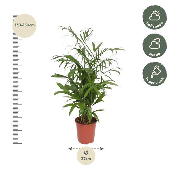 Bambuspalme Chamaedorea Seifrizii Zimmerpflanze Ø27cm ↕140cm – tropische Grünpflanze für Wohnzimmer, Büro & helle Standorte kaufen – Plant