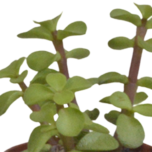 Sukkulenten Mix 5 Pflanzen Ø5,5cm – pflegeleichtes Pflanzen Set für Urban Jungle, Fensterbank, Wohnzimmer & Büro – Plant