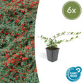 Cotoneaster dammeri – Teppich – Zwergmispel – Ø9cm – ↕10-25cm – Winterharter Bodendecker mit Blüten & Beeren – Plant