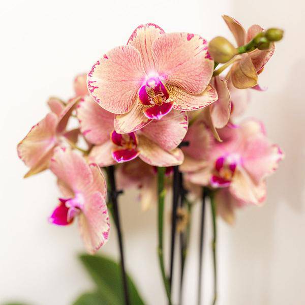 Überraschungsbox mit 4 verschiedenen Kolibri Orchideen – 12cm – Zimmerpflanzen – Set – Frisch vom Bauern – Perfekt als Geschenk oder für Orchideenfans – Plant