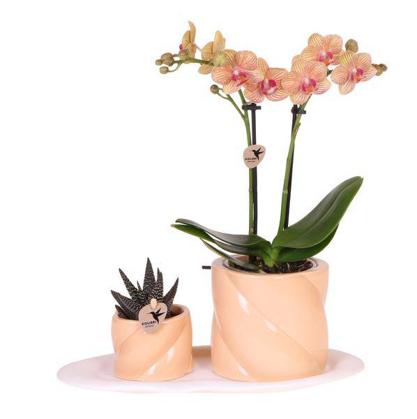 Phalaenopsis Orchidee Orange mit Grünpflanze im Candy Ziertopf auf weißem Bio – Tablett – Zimmerpflanzen Set – Geschenkidee – Dekoration – Plant
