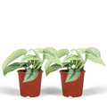 Efeutute Scindapsus Pictus Trebie Epipremnum Zimmerpflanze Ø12cm ↕15cm – pflegeleichte Grünpflanze für Wohnzimmer, Büro & helle Standorte kaufen – Plant