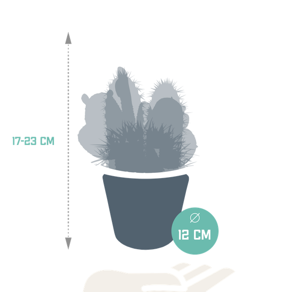 Sukkulenten & Kakteen Mix 3 Pflanzen Ø10,5cm – pflegeleichtes Pflanzen Set für Urban Jungle, Fensterbank, Wohnzimmer & Büro – Plant