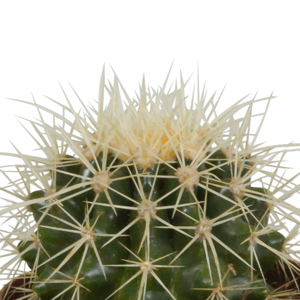 Kaktus Bolcactus Mix – 3 Pflanzen – Ø8,5cm Zimmerpflanzen im Terrakotta – Topf – Verschiedene Kugelkakteen – Plant