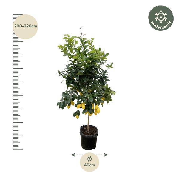 Orangenbaum – Citrus Calamondin – Zitruspflanze 200cm Ø40cm – Kübelpflanze mit duftenden Blüten & Früchten – Plant