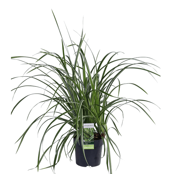 Weißrandige Segge – Carex morrowii 'Icedance' – Immergrünes Ziergras – Winterhart & pflegeleicht – Ø14cm – Ca. 30cm hoch – Plant