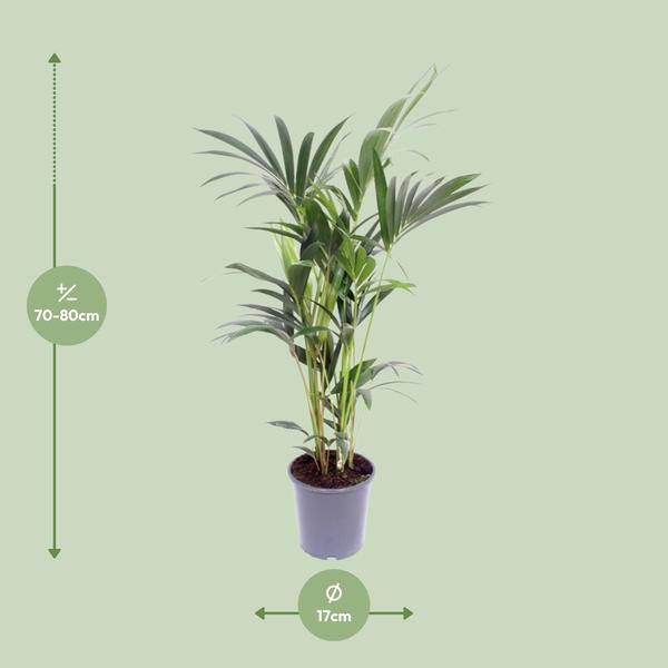 Kentia – Palme – Howea forsteriana – Zimmerpflanze – Ø17cm – ↕75cm – tropische & pflegeleichte Palme – natürlicher Luftreiniger für Zuhause & Büro – Plant